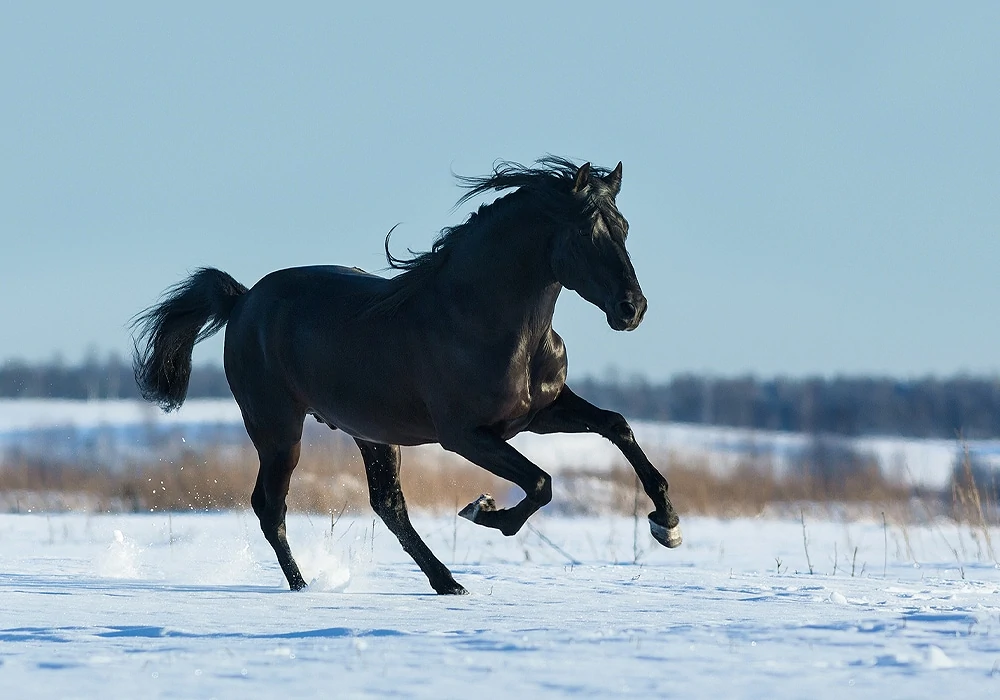 مدل اسب، تصویر اسب، عکس اسب برای طراحی